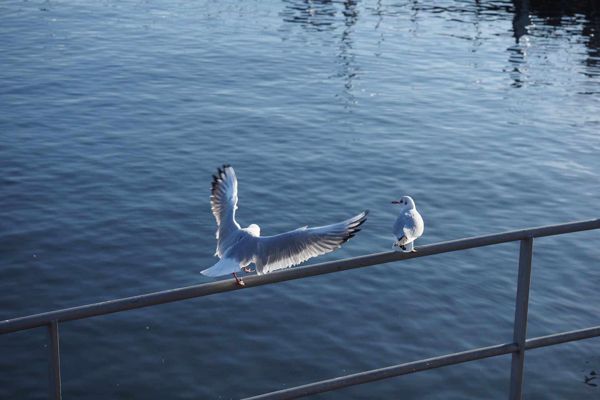 Olympus OM-D E-M1 Mark II: C-AF+Tracking, Bild 30
